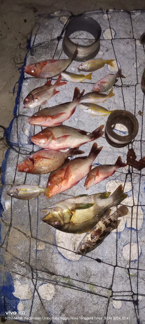 RuslanWulang's tweet photo. Jumat (18/10), Ruslan Umar Wulang, S.Pi Luhkan Kab. Sumba Tengah di KUB Sinar Matolang Desa Ngadu Mbolu melaporkan produksi tangkapan ikan Simon Anakaka ikan kakap 15 Kg, harga Rp. 35.000/Kg alat tangkap pancing ulur.
#GiatLuhkanSatminkalGONDOL
#luhlapor 
#SumbaTeng
#Tangkap https://t.co/Ki62ljNHpl