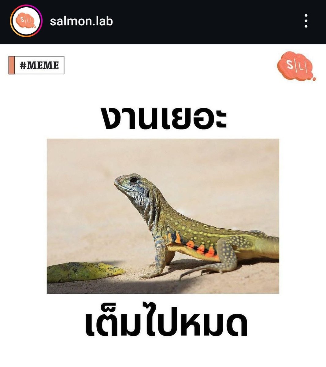 11Ykhr's tweet image. อิคนที่งานเยอะกิ้งก่าเต็มไปหมด
หยั่งนี่นั้น 🤨🤨
ขอบคุณผู้เจริญด้วยนะคะ 
ไม่รู้จักแย้อ่ะ 🤣🤣🤣
งานเลยอะแย้เต็มไปหมดเนาะ 🤣🤣🤣
#salmonlab