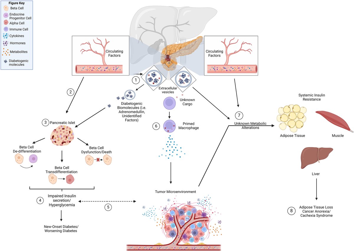 Anirban Maitra (@aiims1742) on Twitter photo #PancreaticCancer–Induced Metabolic Dysregulation Syndrome: Clinical Profile, Proposed Mechanisms, and Unanswered Questions
sciencedirect.com/science/articl…
By <a href="/NiniPatterson/">LaNisha Patterson, MS, PhD</a> <a href="/MDAndersonNews/">MD Anderson Cancer Center</a> in <a href="/AGA_Gastro/">Gastroenterology</a> #PancreaticCancer–Induced Metabolic Dysregulation Syndrome: Clinical Profile, Proposed Mechanisms, and Unanswered Questions
sciencedirect.com/science/articl…
By <a href="/NiniPatterson/">LaNisha Patterson, MS, PhD</a> <a href="/MDAndersonNews/">MD Anderson Cancer Center</a> in <a href="/AGA_Gastro/">Gastroenterology</a>