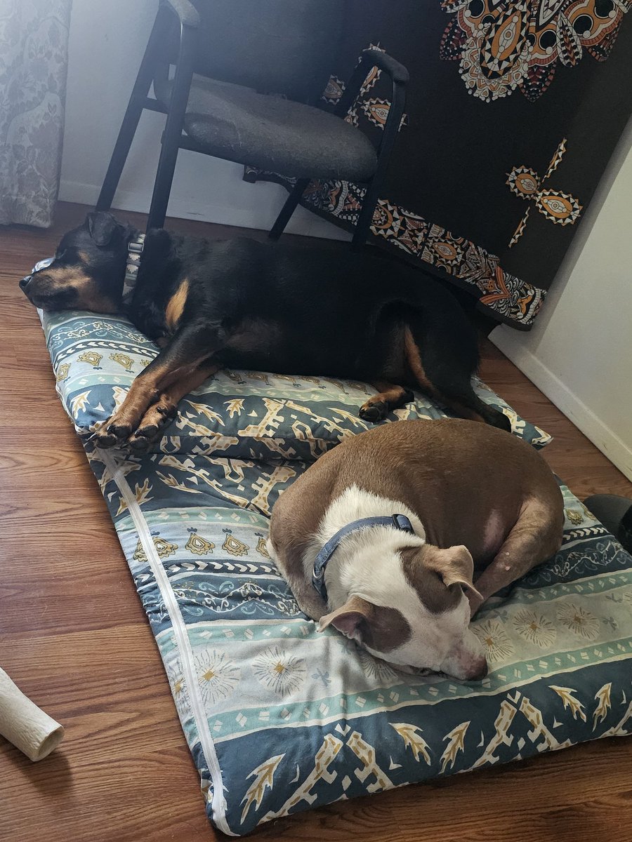 The puppers are in full TGIF mode.