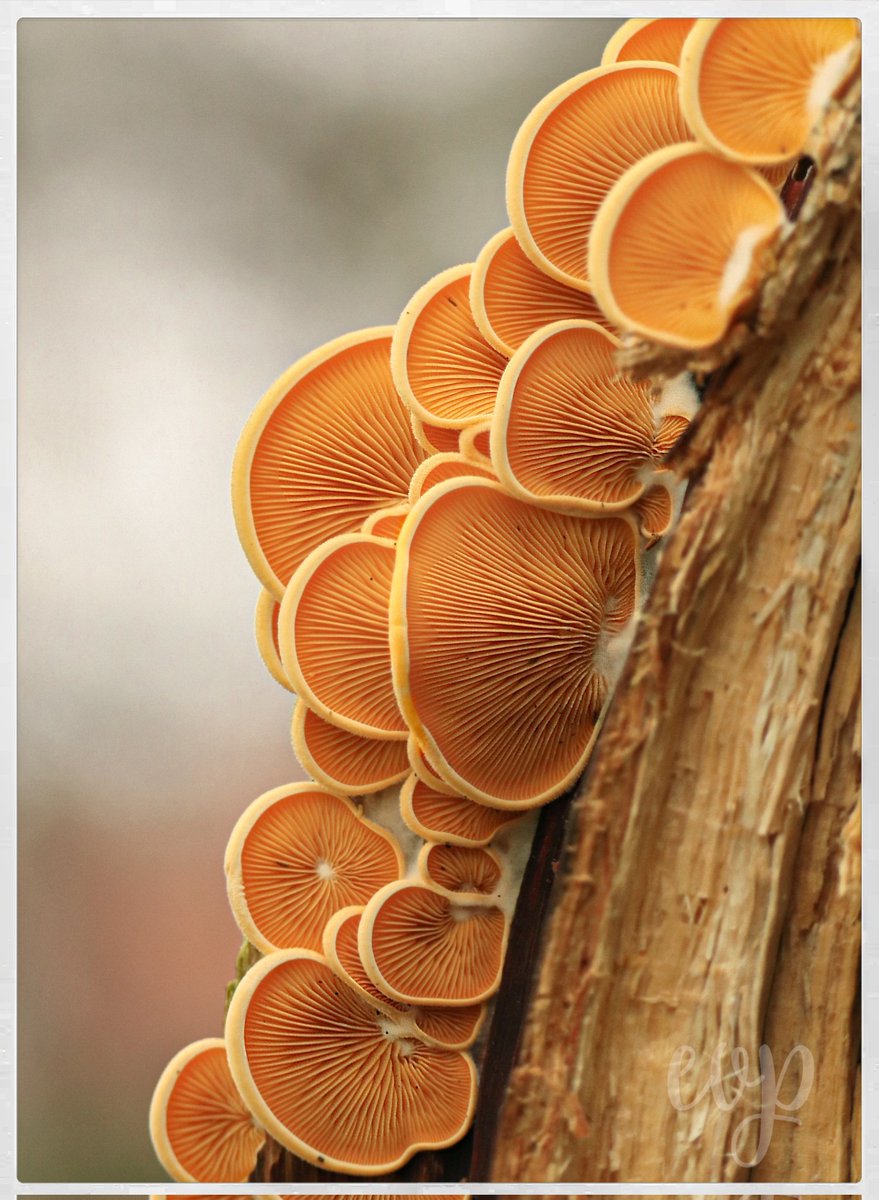 Ik zag oranje oesterzwammetjes vanmorgen.