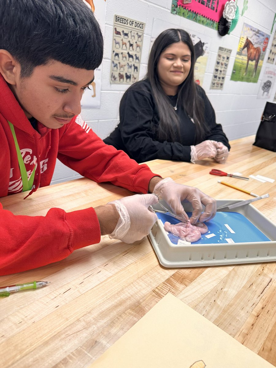 MsNealyAISD's tweet photo. Ended our reproduction unit with students being able to observe real animal uteri! They were able to compare and contrast size differences and discovered a fetus in utero https://t.co/9dK0LdKycF