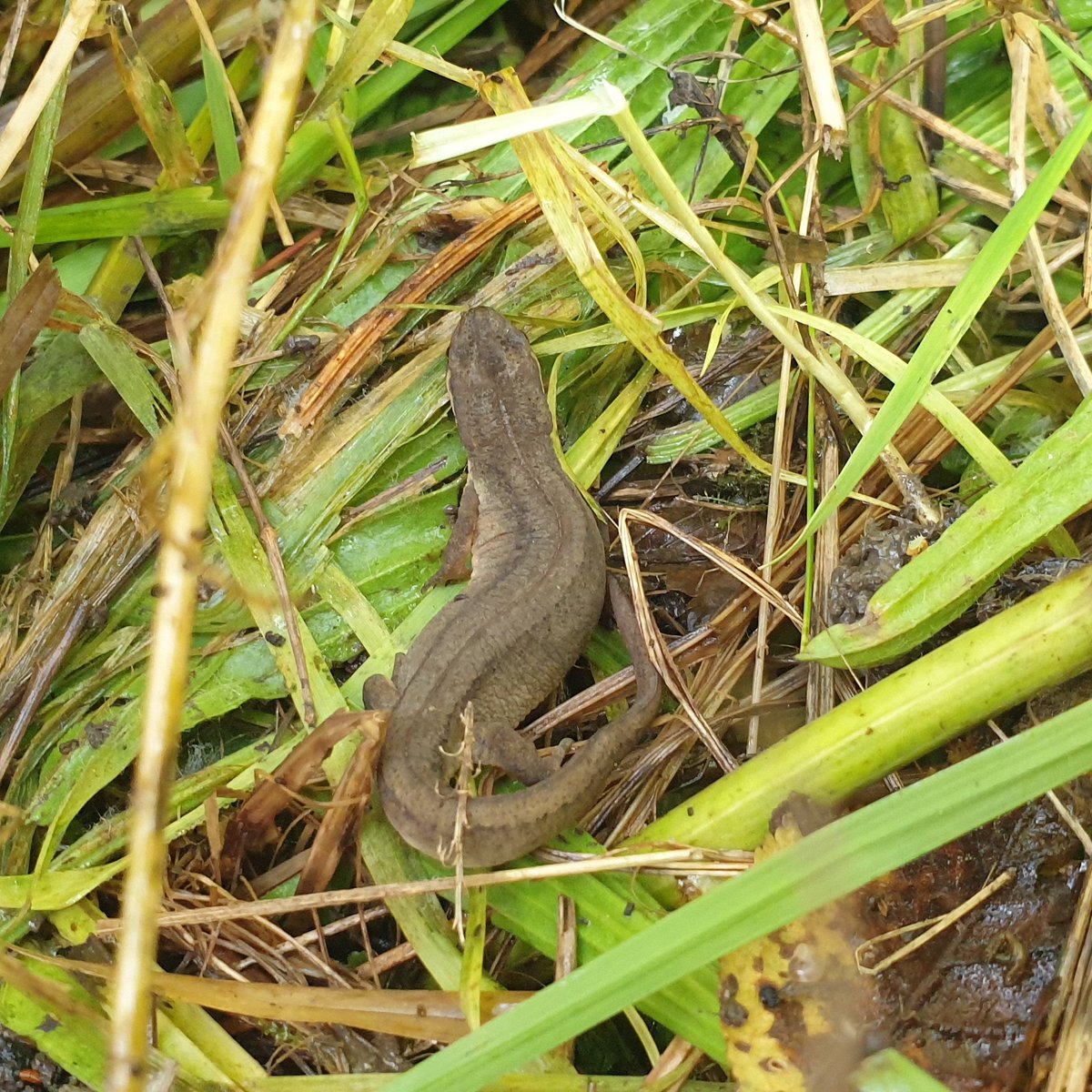 Steve Walker tweet media