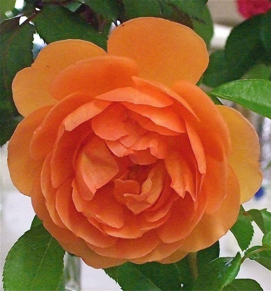 ktanimara's tweet photo. #OctoberRoses #GardenRoses #FlowerPhotography  
Rose 'Pat Austin', bred by David C. H. Austin, UK, prior to 1993
https://t.co/AkGAt0uwhA
Photo © catface3 at Flickr, Baton Rouge, Louisiana, U.S.A. 
#GardeningTwitter #GardeningX https://t.co/pqnLe1Q9tL