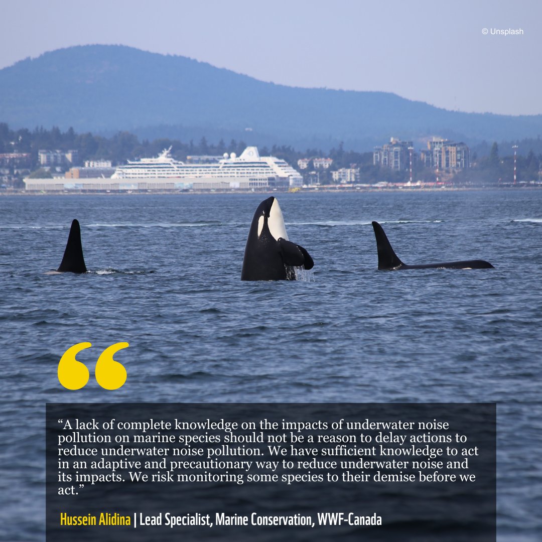 🐋 Marine species can’t wait any longer. We already have a wealth of scientific and Indigenous knowledge on how underwater noise impacts key species and regions. It’s time to integrate this understanding into ocean management through precautionary and adaptive measures.