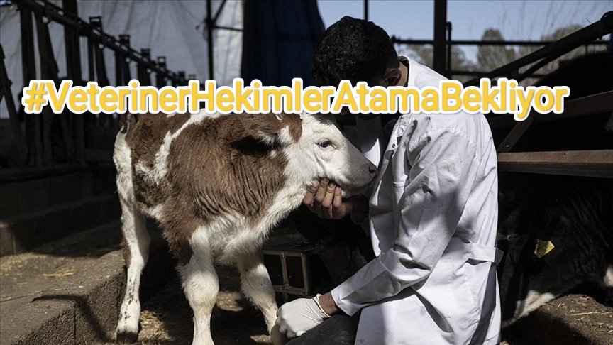 Killmehealme705's tweet photo. #VeterinerHekimlerAtamaBekliyor #hesapsız @nowhaber #veterinerhekimatamabekliyor @ttosgm #TABGIDA #denetimisihekimisi #VeterinerHekimler5000Atamaistiyor @selcukktepeli https://t.co/fy1KlmYoDU