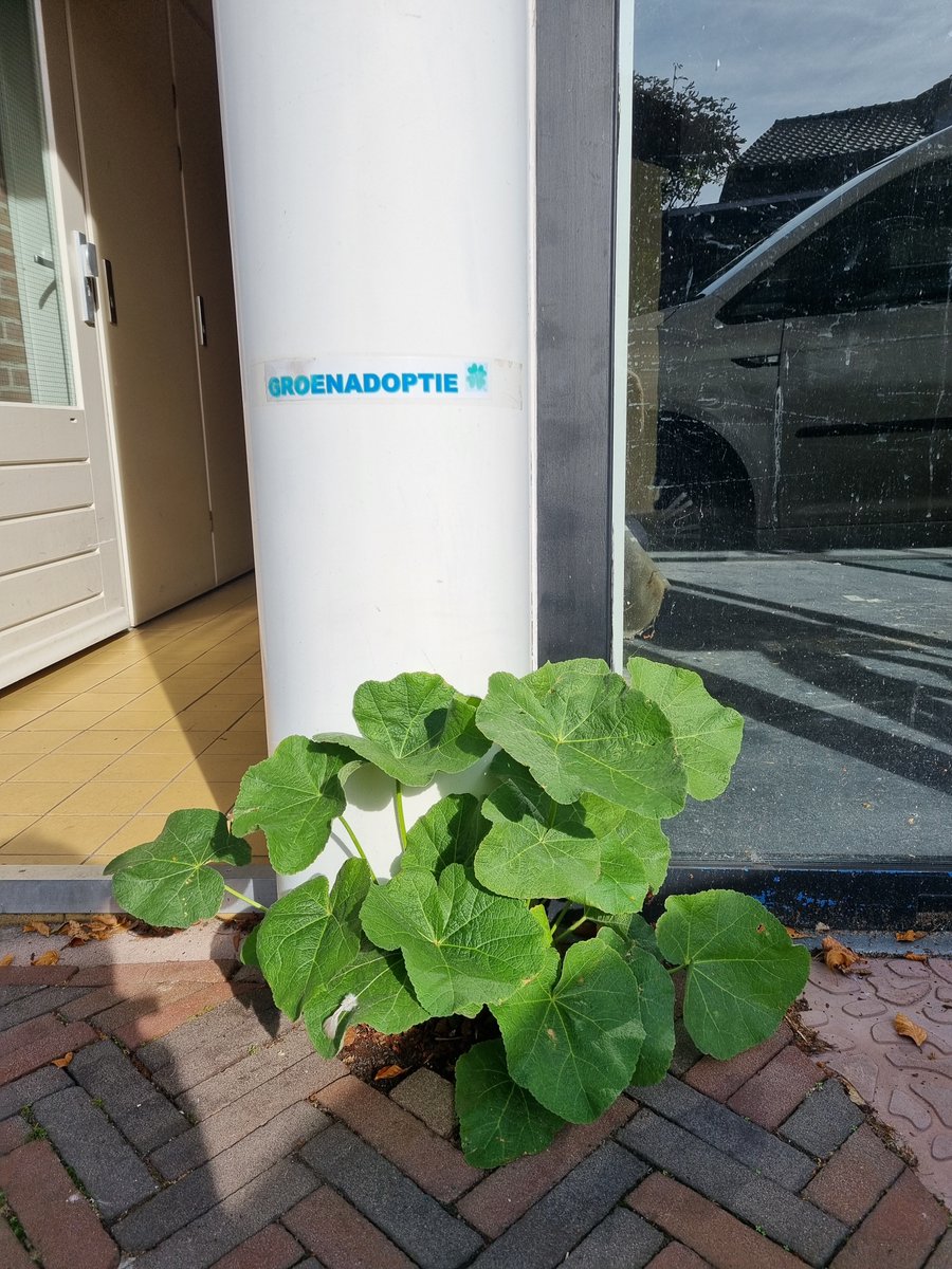 KeyFlex's tweet image. Het lijkt me dat degene die deze #kaalslag in de #Laanstraat op zijn geweten heeft, zijn incompetentieniveau inmiddels heeft bereikt 😠 @GemeenteBaarn @BCBaarn @Centrumbaarn @Vorstelijkbaarn