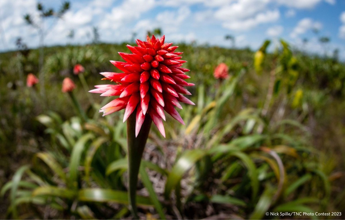 natureunited_ca's tweet photo. 🌿 COP16 begins October 21 in Colombia. Here's everything you need to know about the UN Biodiversity Conference, including how we’re showing up for nature and people: https://t.co/YaBciRQkJk https://t.co/tne65YixcY