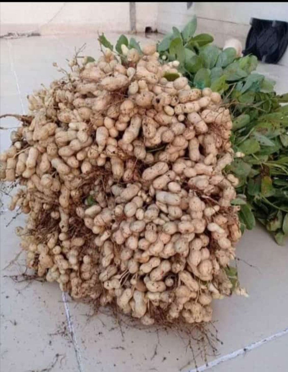 एक पौधे के 200 groundnut 👇👇