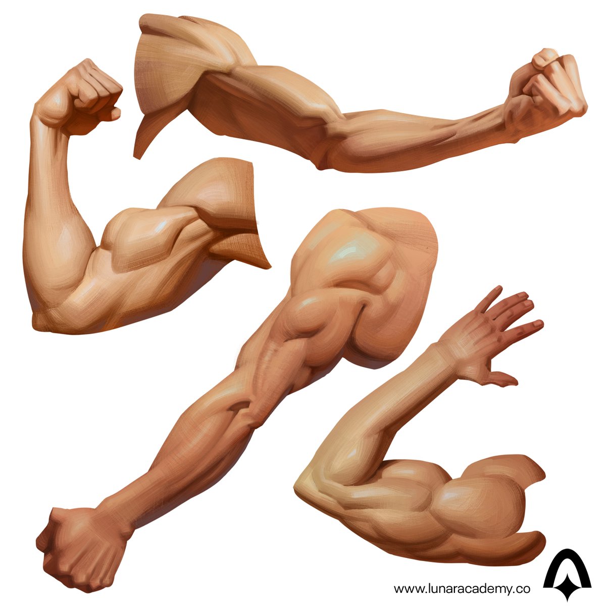 Art studies are exercise, and it’s time to get BUFF 🏋️

Today we’re focusing on arm anatomy. Pay attention to the 3D mass of the muscles and remember to explore different angles, lighting, body types and skin tones!

Artist: <a href="/mattia_rangoni/">Mattia Rangoni</a>