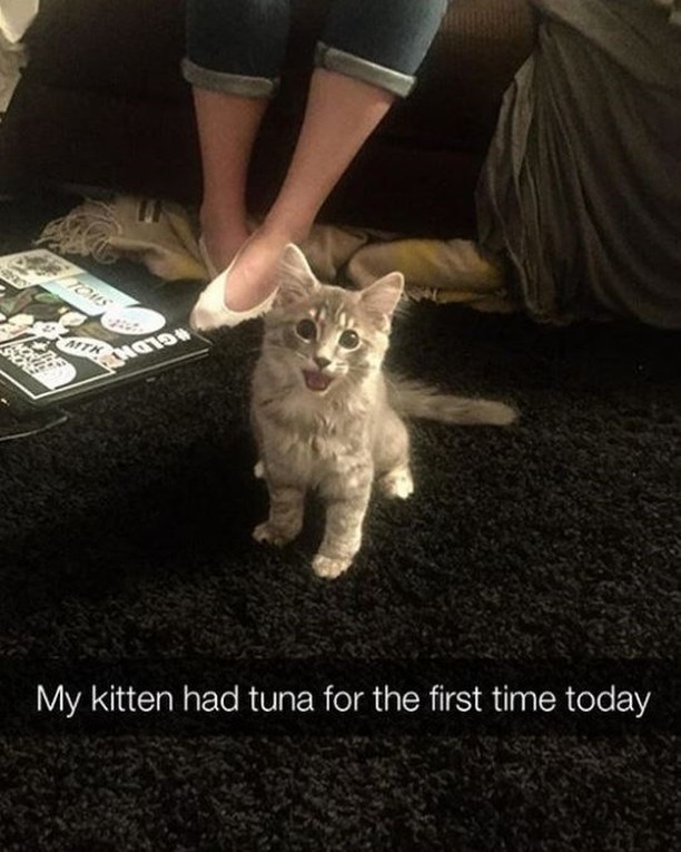 Punch Cat (@punchingcat) on Twitter photo 