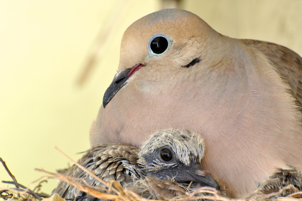Have you seen a Mourning Dove lately? Their familiar calls are a year-round presence across Texas. Did you know that studies of this abundant bird place their US population at about 350 million? That’s just about as many Mourning Doves as people in the country!
#Texas #birds