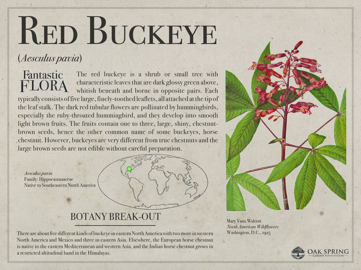 Happy #FantasticFloraFriday! Buck up for today's featured plant, which is native to our region but has relatives across the Northern Hemisphere.

For more lovable leaves, visit fantasticflora.online.