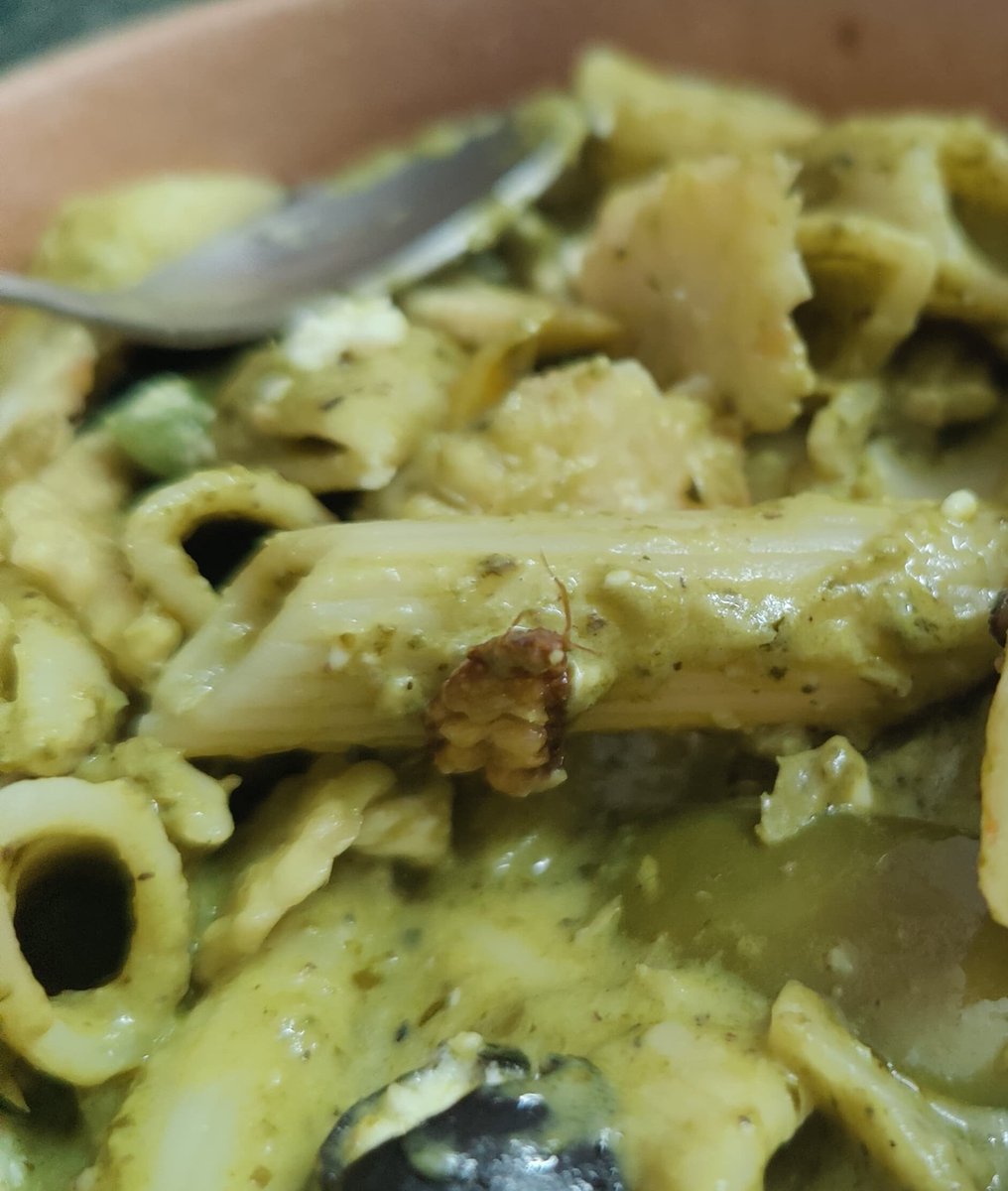 MeghdootDiaries's tweet photo. So @the_eatfit @ankitnagori27 since when have you started using dead cockroaches in a veg pasta ? Abominable.. seriously this is eating fit ?

Ordered in Hyd Jubilee Hills @TelanganaHealth 
@zomatocare @deepigoyal there should be a feature to call out such bad actors on your app https://t.co/oBzNR5oQem