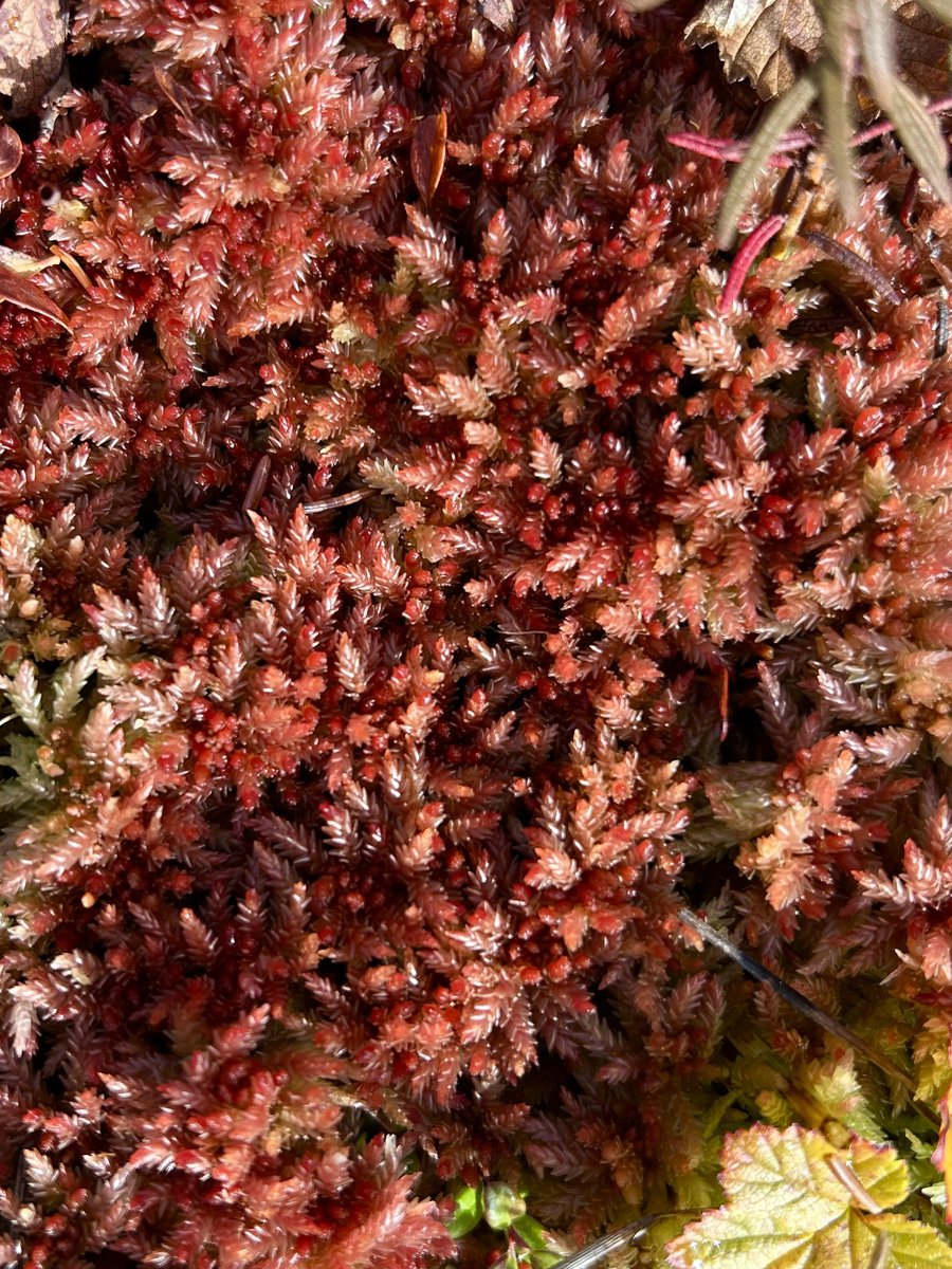 Dr. Merritt Turetsky tweet media