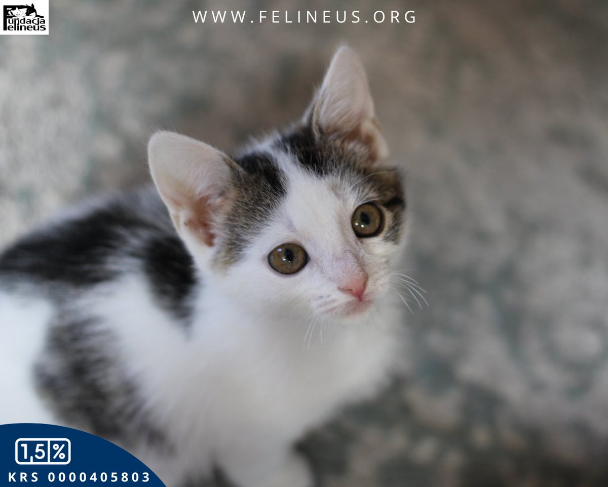 Bardzo proludzki kociaki szuka domu ❣️

Purizon- kociak o biało-burym futerku, urodzony w sierpniu 2024 roku. Ten podopieczny Fundacji trafił pod jej opieką wraz z trójką rodzeństwa gdy był bardzo malutki i to ludzie musieli mu zapewnić opiekę. Purizon jest bardzo proludzkim