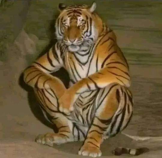 Tiger Underground Hai🤣🤣

#LawrenceBishnoi