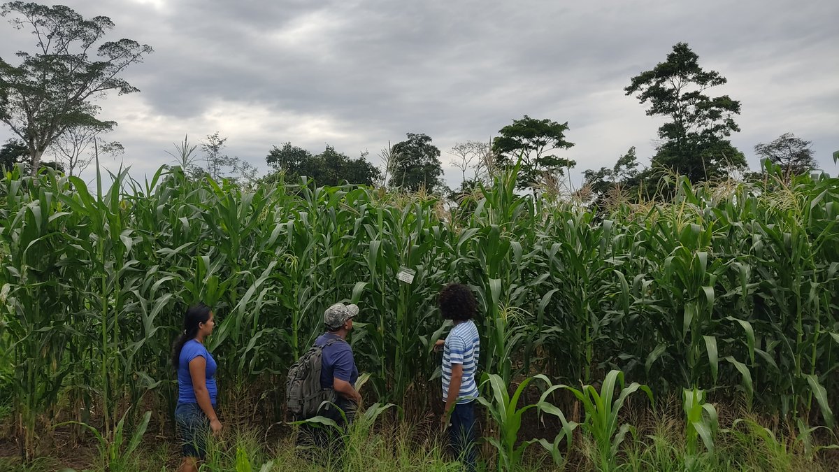 #RíoSanJuan|Nicaragua: Con la <a href="/UNAnicaragua/">Universidad Nacional Agraria - Nicaragua</a> iniciamos el testeo de 10 variedades de semillas criollas y mejoradas (NB6 Variedad Agraria) en 2 parcelas experimentales. A finales de noviembre tenemos resultados.
Con apoyo de <a href="/adtgalicia/">Amigas da Terra</a>, <a href="/AmigosTierraEsp/">Amigas de la Tierra</a>  y <a href="/Xunta/">Xunta de Galicia</a>.
