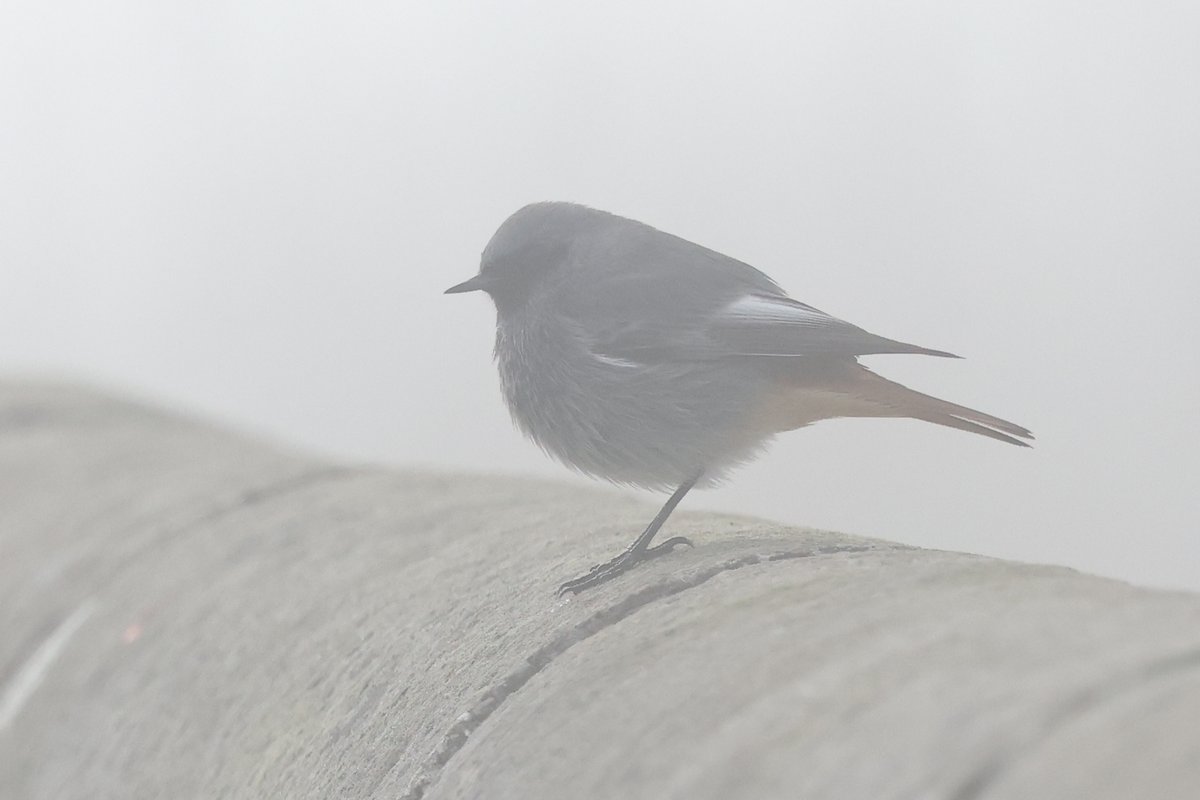male Black Redstart showing well in the Lighthouse gardens <a href="/FlamboroughBird/">Flamborough Bird Observatory</a> this morning  ..... when the fog cleared !!