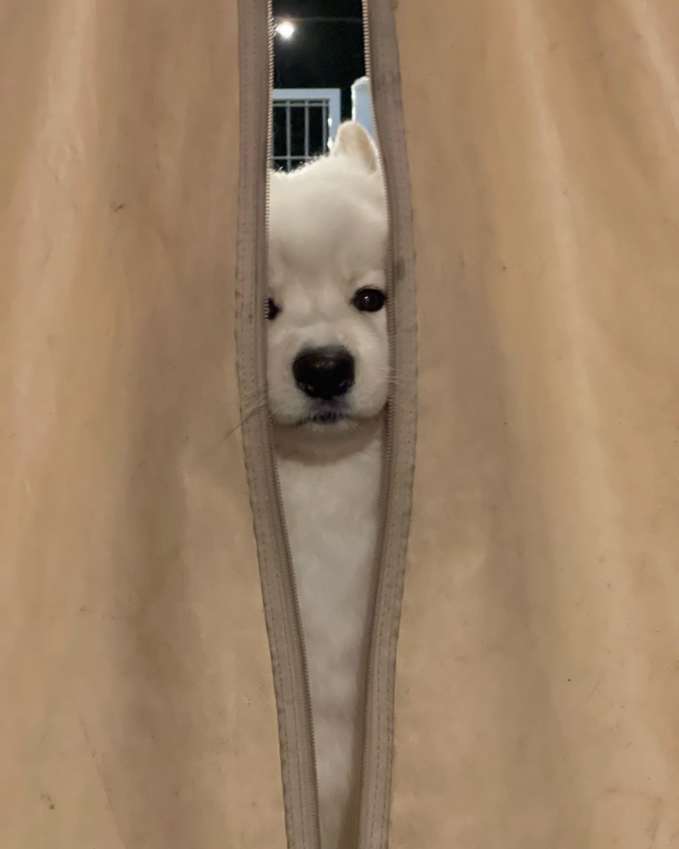 dogs so cute that could save the world (@dogssaveworld) on Twitter photo 