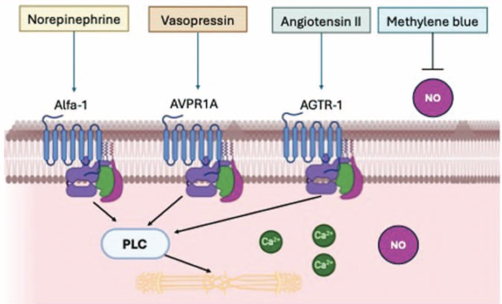 DrFDamico's tweet photo. Protective hemodynamics!

Our review highlights the importance of reducing catecholamine load by using the right vasopressor for the right patients at the right time 🩸⏱️ 

 https://t.co/MFkxyv3UAq https://t.co/hwIxDyvWBA