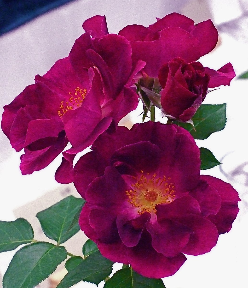 rosebyanyother7's tweet photo. #OctoberRoses #GardenRoses #FlowerPhotography   
Rose 'Night Owl', bred by Tom Carruth, U.S.A., prior to 2003
https://t.co/lVO4W8ivk7
Photo © catface3 at Flickr, Baton Rouge, Louisiana, U.S.A.  
#GardeningTwitter #GardeningX https://t.co/O3lKyrjorx