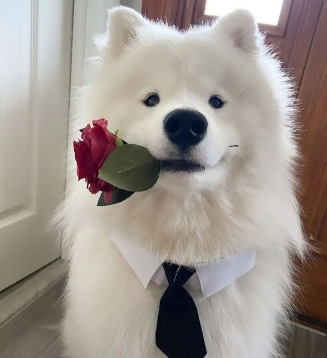 dogs so cute that could save the world (@dogssaveworld) on Twitter photo 