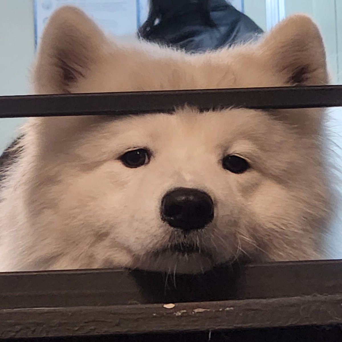 dogs so cute that could save the world (@dogssaveworld) on Twitter photo 