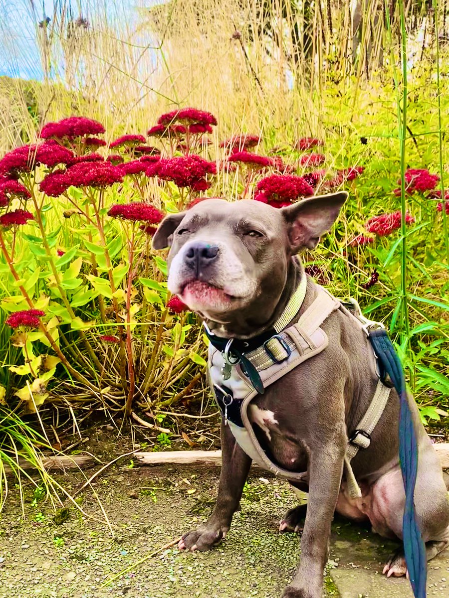 IsaMary2021's tweet photo. Itโs #FloofFriday ๐บ๐บโค๏ธโค๏ธ #IsaMary #Friyay #CuteDogs https://t.co/snbv6igQsQ