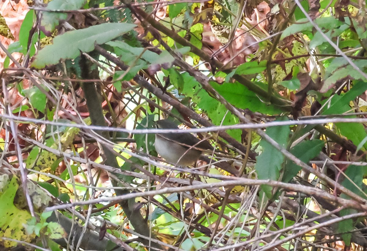 David Fox tweet media