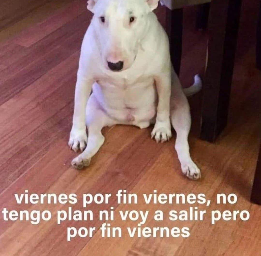 ElJeringasLoko's tweet photo. ea https://t.co/9enQWcd1JV