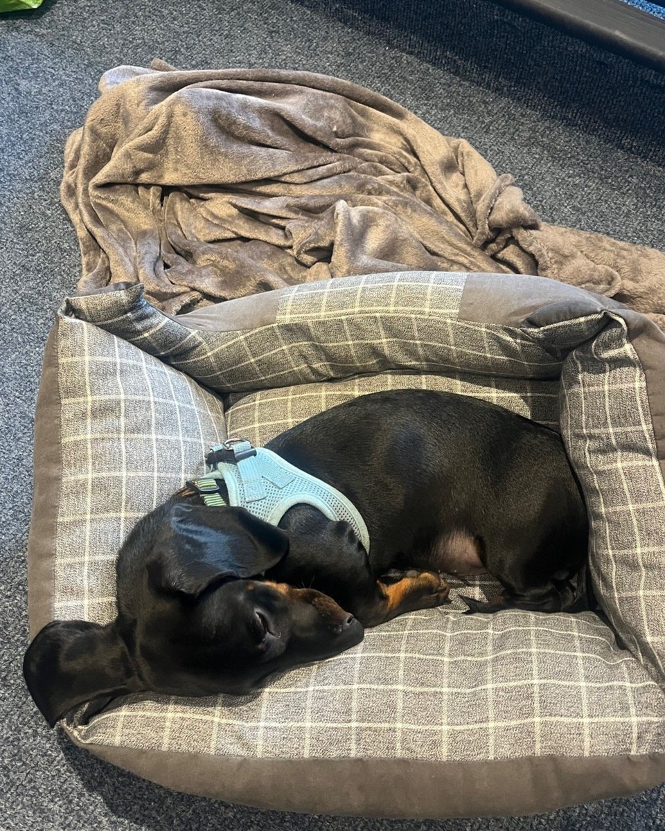 ACSLtd_'s tweet photo. Congratulations to everyone for making it to another Friday!
Rory is especially ready for the weekend after a long week of barking, chewing and sleeping - it's hard work but someone has to do it! ����

#officedogs https://t.co/Pioqdkp71I