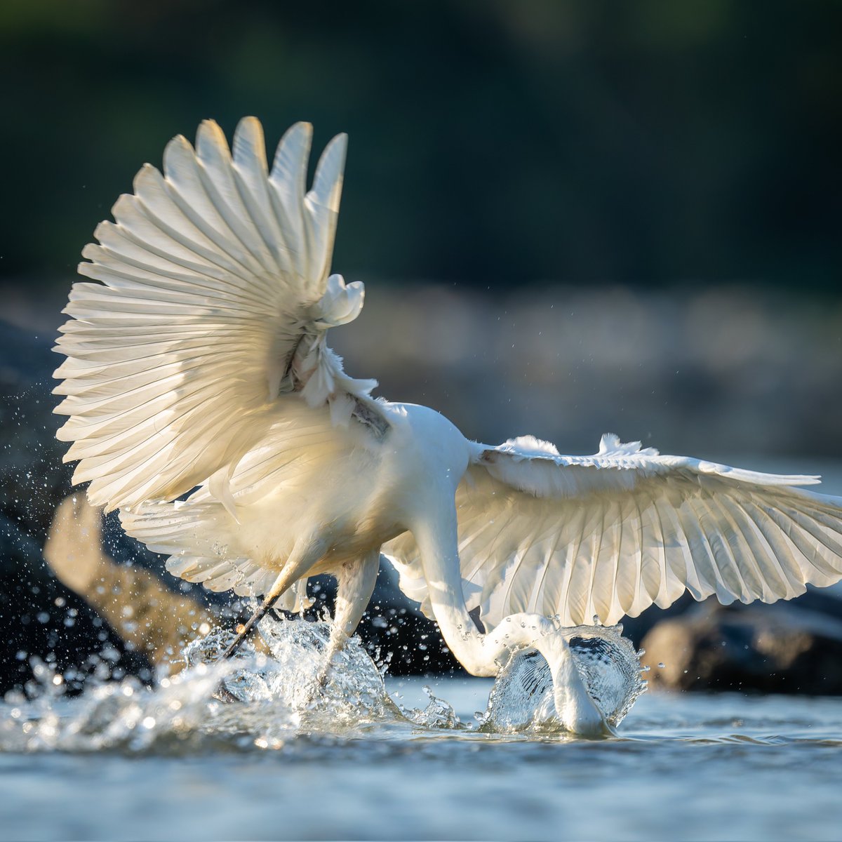Great Egret in fishing mode...
#photography #naturephotography #wildlifephotography #thelittlethings