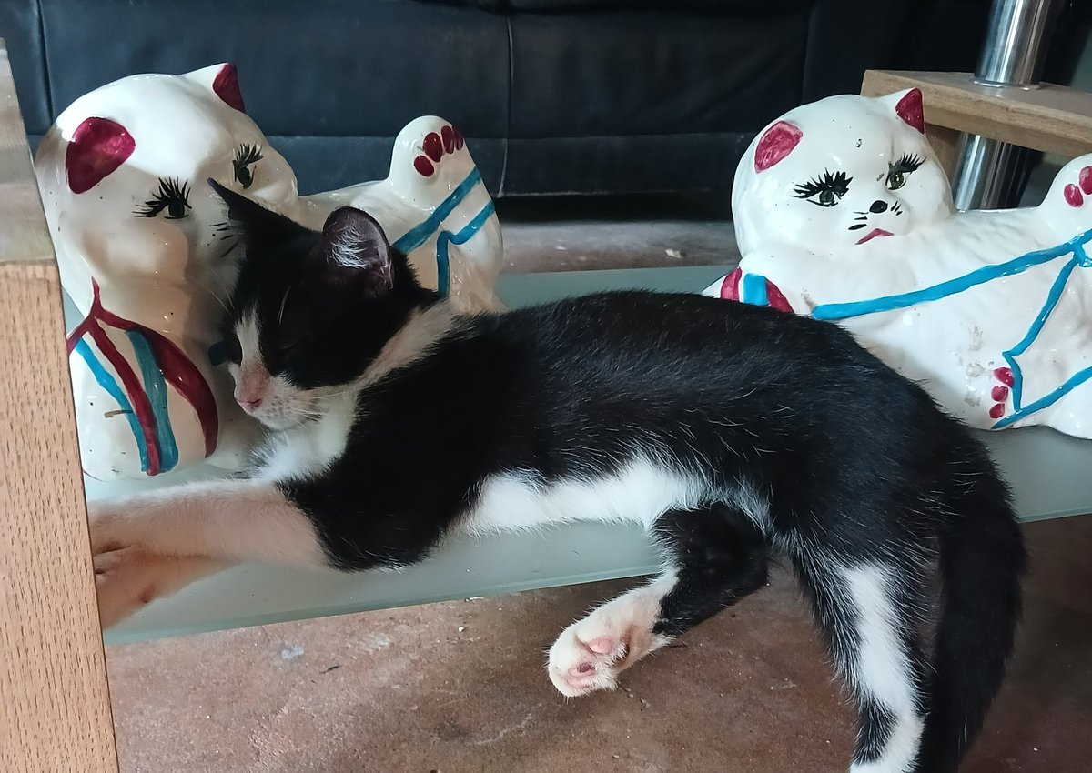 Mi gato alucin piensa que los gatos de cerámica son gatos de verdad.