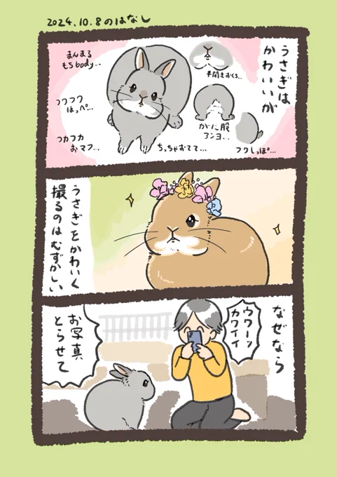 うさぎ可愛く撮れる人ってどれだけすごいの…

#うさぎのいる生活 