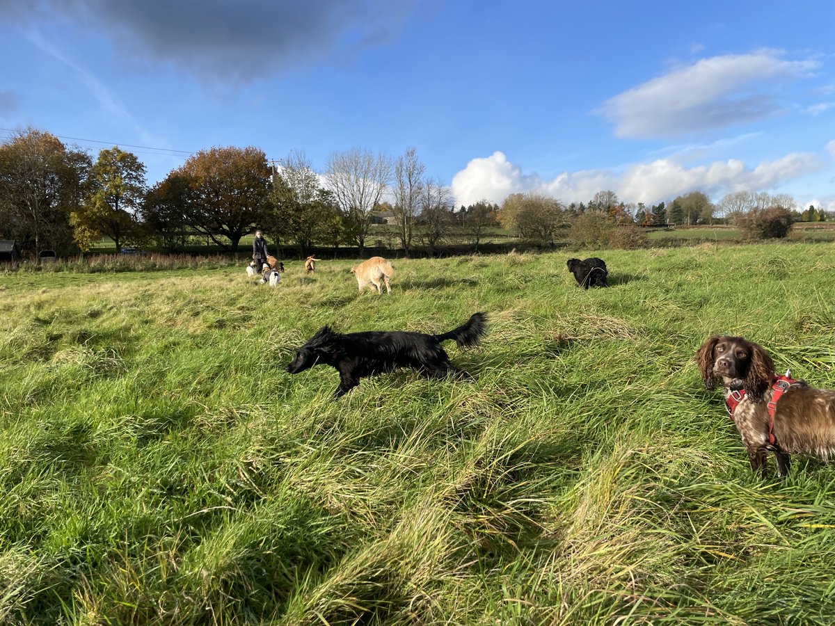 Tails are wagging after we helped Forest Dogs unleash its potential by successfully fetching planning permission 🌟

The 2.4-acre former equestrian site on Shorts Lane will see the business offer walks and home boarding for dogs 🐾

Learn more below👇
caulmert.com/caulmert-leads…