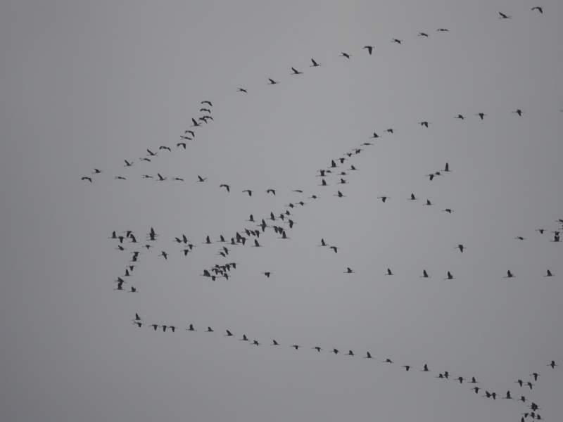 Nordrhein-Westfälische Ornithologengesellschaft (@nworni) on Twitter photo #Freitagsfrage passend zum Zug der #Kraniche
Warum ziehen Vögel in V-Formation?
▶️tinyurl.com/v-formation-zu…
📷 <a href="/DariusStiels/">Darius Stiels</a>
#Vogelwissen #Vogelfakten #Vögel #Vogelzug #Freitagsfrage passend zum Zug der #Kraniche
Warum ziehen Vögel in V-Formation?
▶️tinyurl.com/v-formation-zu…
📷 <a href="/DariusStiels/">Darius Stiels</a>
#Vogelwissen #Vogelfakten #Vögel #Vogelzug