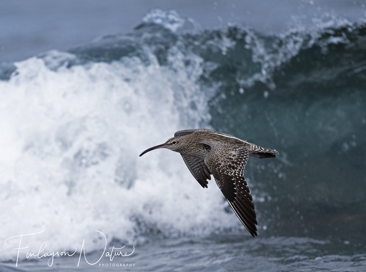 Clive Finlayson (@clivefinlayson) on Twitter photo Whimbrel keeping ahead of the waves <a href="/FinlaysonGib/">Dr. Stewart Finlayson</a> <a href="/GibGerry/">G Finlayson</a> <a href="/_BTO/">BTO</a> <a href="/Natures_Voice/">RSPB</a> <a href="/BirdWatchDaily/">BirdWatchingMagazine</a> <a href="/BirdWatchingMag/">Bird Watching</a> <a href="/BirdwatchExtra/">Birdwatch</a> <a href="/BirdLife_News/">BirdLife International</a> <a href="/dutchbirding/">Dutch Birding</a> <a href="/britishbirds/">British Birds</a> <a href="/SaveShorebirds/">The Shorebird Collective</a> Whimbrel keeping ahead of the waves <a href="/FinlaysonGib/">Dr. Stewart Finlayson</a> <a href="/GibGerry/">G Finlayson</a> <a href="/_BTO/">BTO</a> <a href="/Natures_Voice/">RSPB</a> <a href="/BirdWatchDaily/">BirdWatchingMagazine</a> <a href="/BirdWatchingMag/">Bird Watching</a> <a href="/BirdwatchExtra/">Birdwatch</a> <a href="/BirdLife_News/">BirdLife International</a> <a href="/dutchbirding/">Dutch Birding</a> <a href="/britishbirds/">British Birds</a> <a href="/SaveShorebirds/">The Shorebird Collective</a>