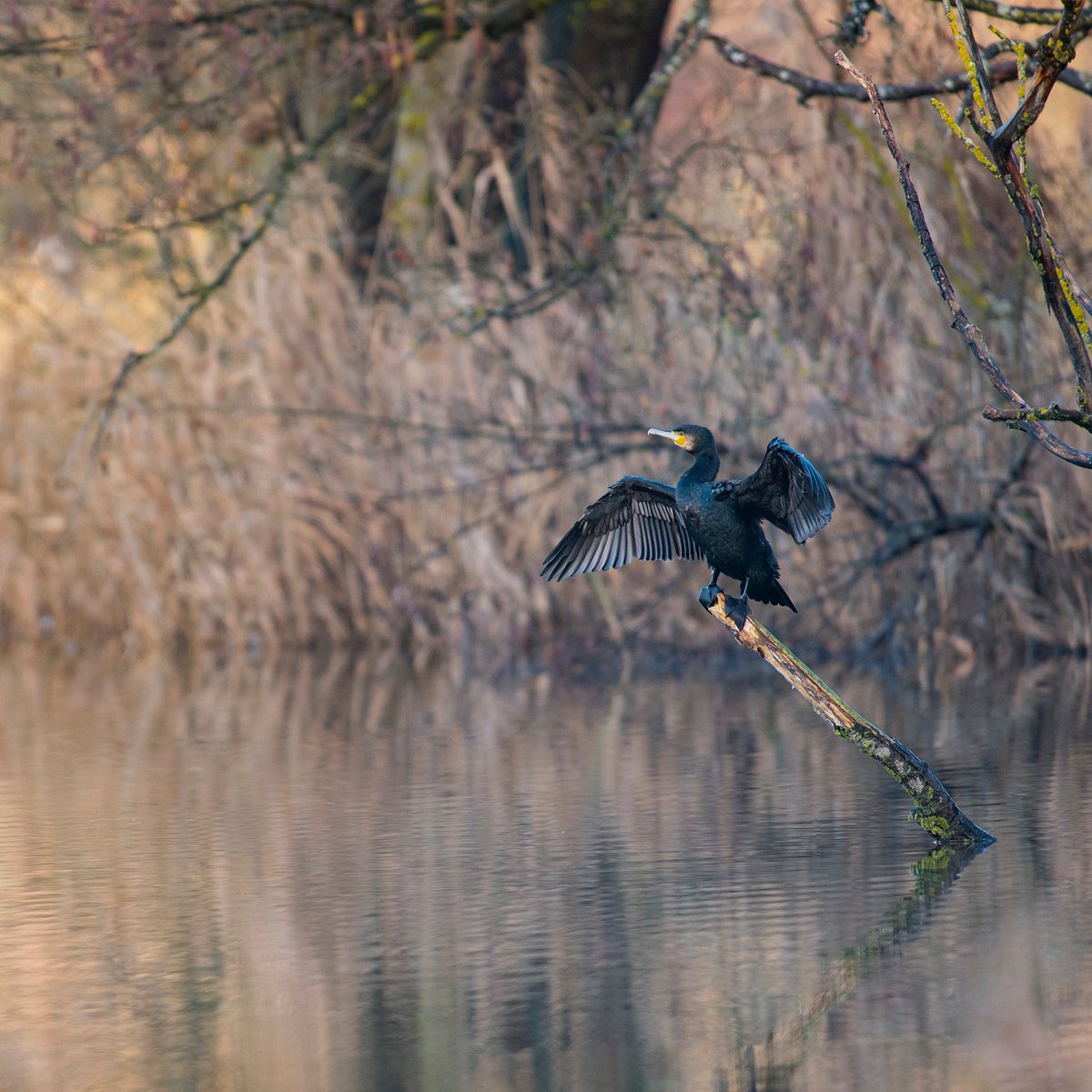 LaFNPF's tweet photo. Grand #cormoran : participez à la consultation publique en ligne

➡️https://t.co/OYRSxXW4zV

👉 Le projet d’arrêté « cormorans » répond à notre demande de réouverture des tirs de « régulation » pour protéger le peuplement piscicole commun. Il mérite à ce titre d’être soutenu. https://t.co/fEk27fiWkt