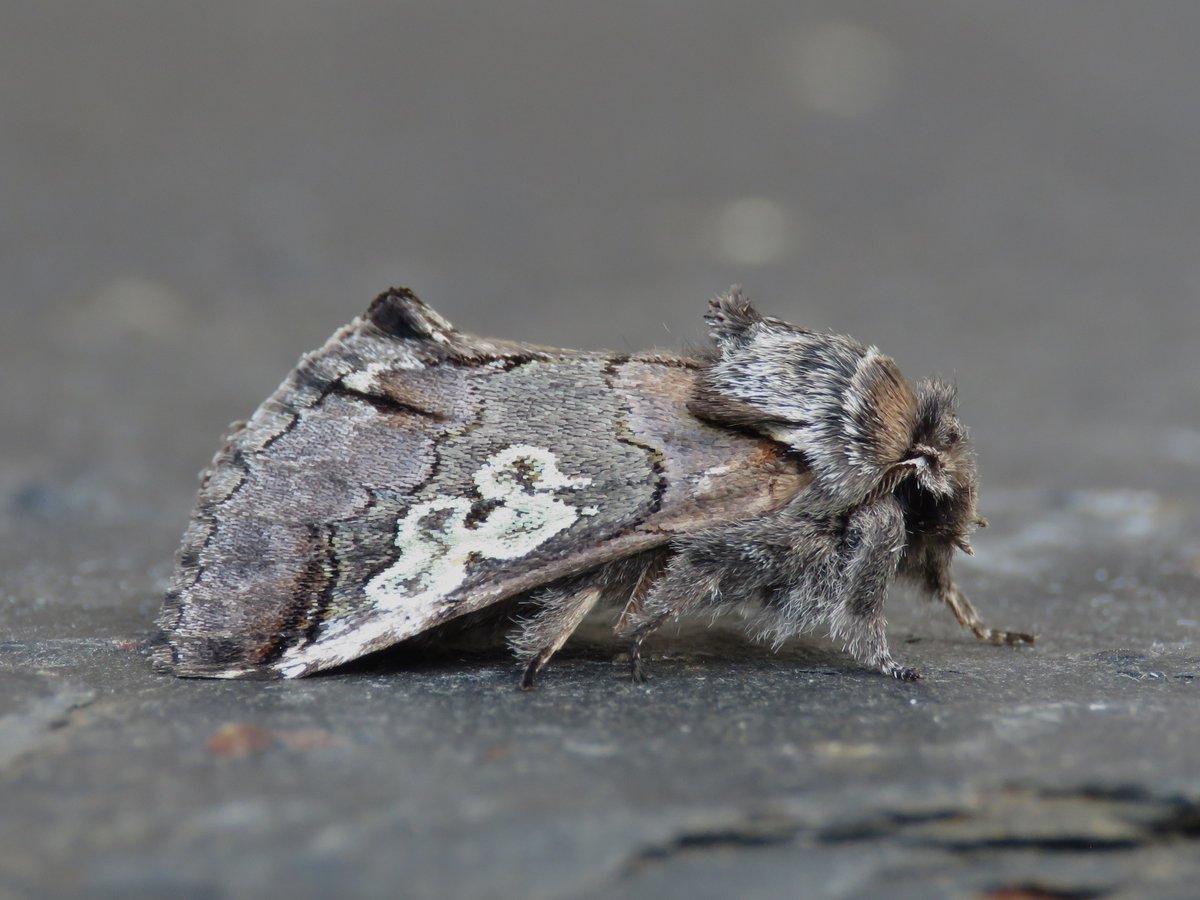 Aidan Smith (@eggboxenvy) on Twitter photo Figure of Eight - A moth that just about hangs on locally with an annual record in the Otley area most years. After a gap of 5 years it was my turn. #VC64 #Otley <a href="/WildaboutOtley/">Wildlife Friendly Otley WildaboutOtley.bsky.social</a> <a href="/BradfordNature/">Bradford Nature</a> <a href="/BritishMoths/">British Moths</a> Figure of Eight - A moth that just about hangs on locally with an annual record in the Otley area most years. After a gap of 5 years it was my turn. #VC64 #Otley <a href="/WildaboutOtley/">Wildlife Friendly Otley WildaboutOtley.bsky.social</a> <a href="/BradfordNature/">Bradford Nature</a> <a href="/BritishMoths/">British Moths</a>