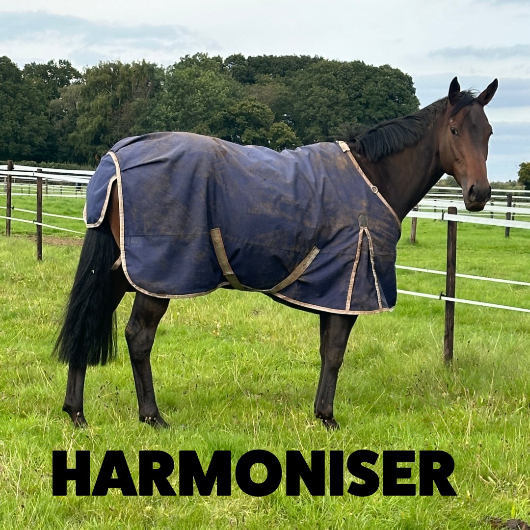 eliteracingclub's tweet photo. HARMONISER enjoying his break at EquiPrep. 🥰
#harmoniser
#eliteracingclub
#racehorse https://t.co/HfnNIO2je2