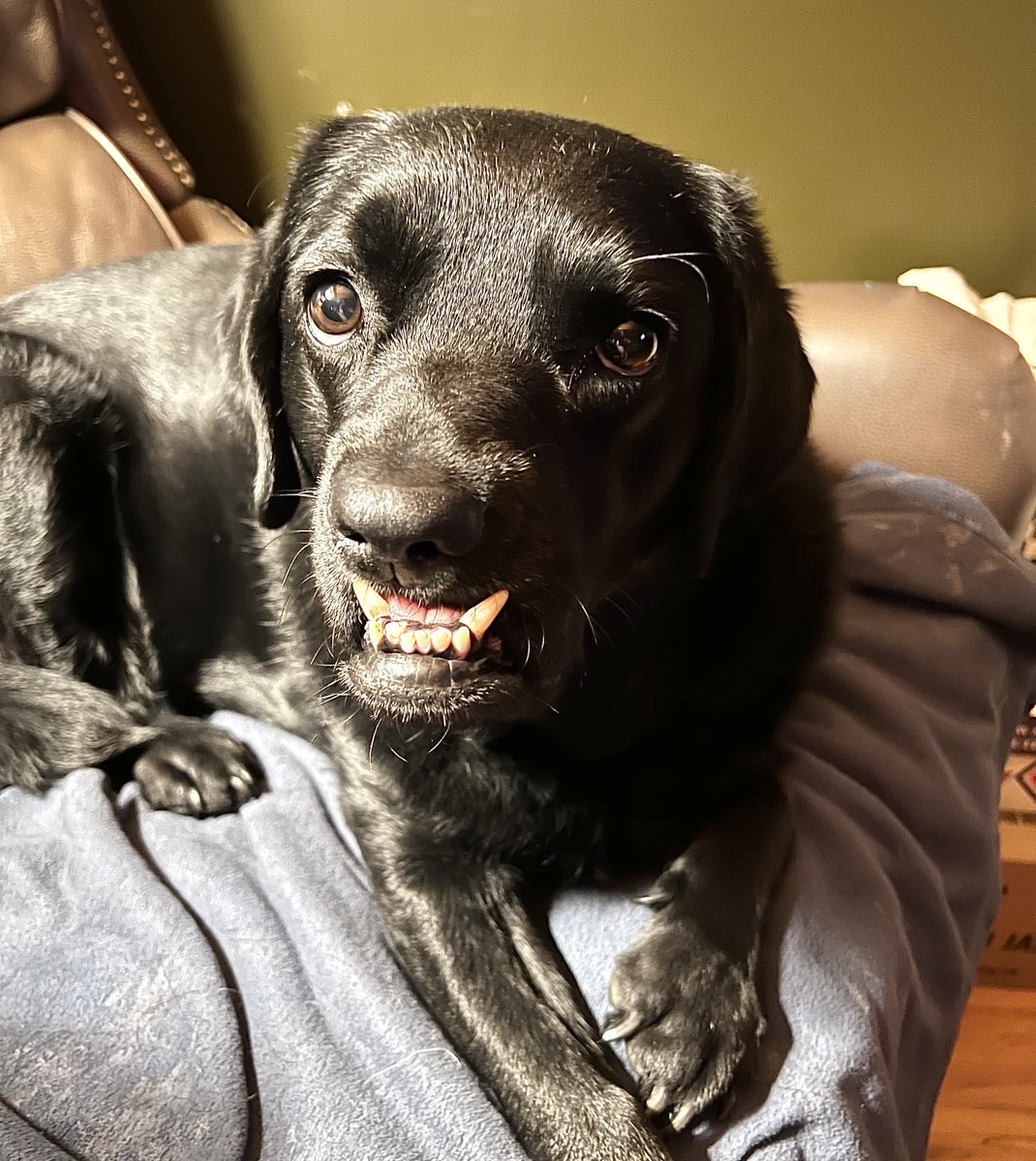 Turbo🌈 Tug🐕‍🦺 Tink🐕‍🦺 & Thump (The 3 T’s) tweet media