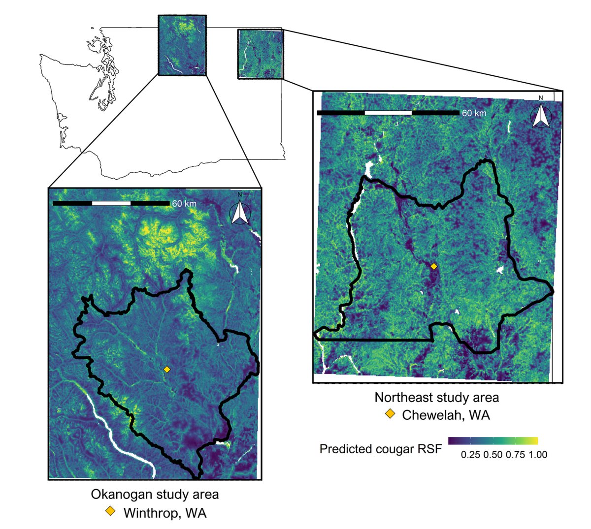 New in <a href="/ESAEcology/">Ecology</a>: In eastern Washington, cougars, wolves, &amp; ungulate prey adjust their broad-scale movement based on long-term habitat use rather than predator hunting strategies

doi.org/10.1002/ecy.44…

With #OpenData &amp; code in <a href="/datadryad/">Dryad</a> &amp; <a href="/ZENODO_ORG/">Zenodo</a>
@S_Bassing