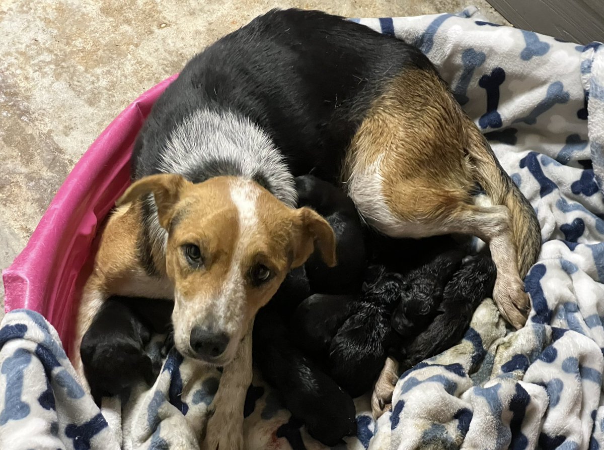 AJDelgado13's tweet image. Hey #Tweeps: We're just a couple of hundred dollars short of getting this single-mom-and-her-pups out of the shelter and to a rescue in lovely Buffalo, NY! please chip in if you can!
Thank you, Jeff and Karen, who donated today!

gofund.me/2abbb73b