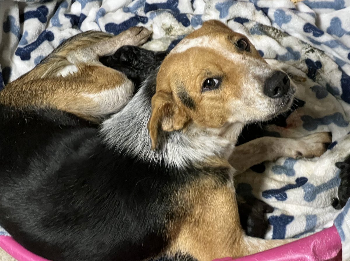 AJDelgado13's tweet image. Hey #Tweeps: We're just a couple of hundred dollars short of getting this single-mom-and-her-pups out of the shelter and to a rescue in lovely Buffalo, NY! please chip in if you can!
Thank you, Jeff and Karen, who donated today!

gofund.me/2abbb73b