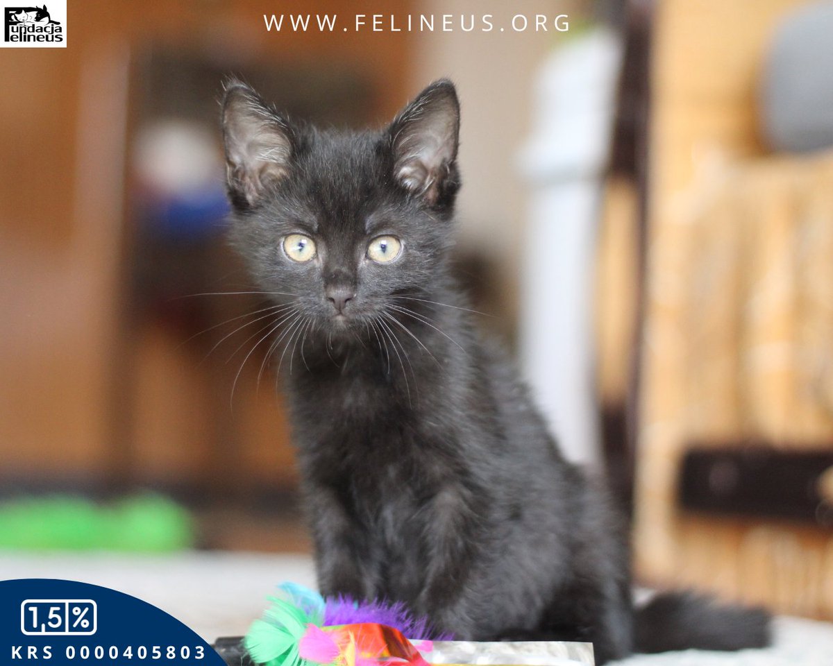 Czarny kociak szuka domu ❣️

Winston - czarny kocurek urodzony w sierpniu 2024 roku. Gdy trafił wraz z rodzeństwem pod opiekę Fundacji był bardzo malutki, wymagał jeszcze karmienia. Dlatego jest bardzo zżyty z opiekunką i traktuje ją jak mamę. Ten chłopczyk o całkowicie czarnym