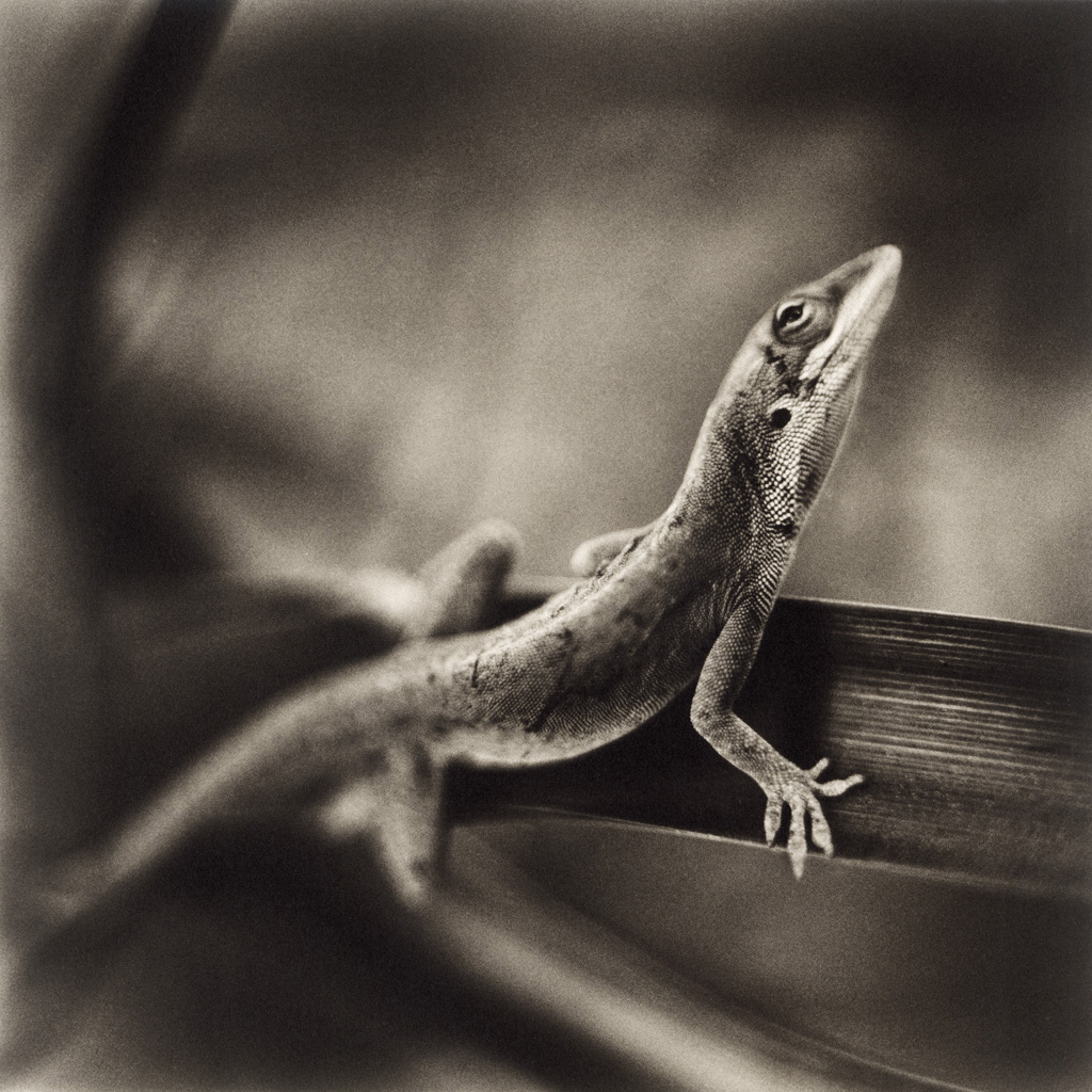 PDNB Gallery tweet media