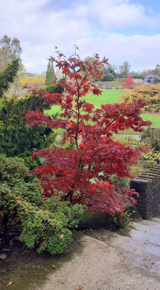 Forever Autumn on Thursday at <a href="/RHSHarlowCarr/">RHS Harlow Carr</a>