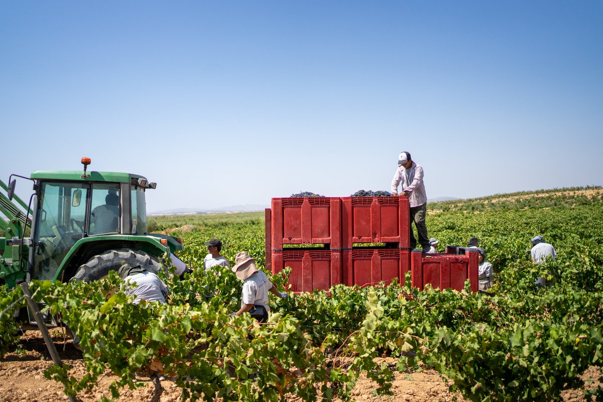 La vendimia es uno de los momentos clave de Finca Monastasia, poniendo punto y final a un año de dedicación a la tierra para obtener las mejores uvas que darán la siguiente añada de vinos. #FincaMonastasia #vendimia #vinosdejumilla