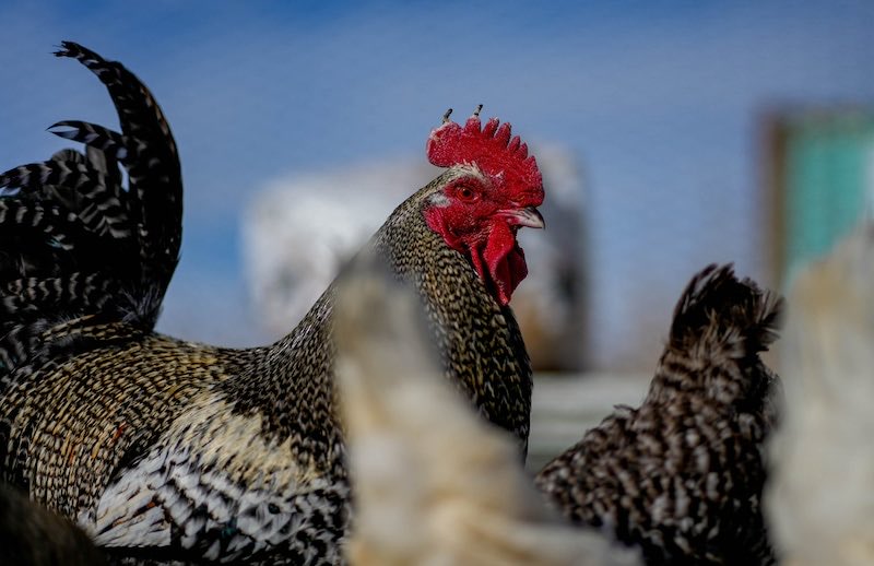 I saw this Salt Lake Tribune article on The Salt Lake Tribune app and thought you'd be interested.

From Salt Lake -  Nearly 2 million chickens must be killed in Utah after major flock tests positive for the flu 

sltrib.com/news/2024/10/1…